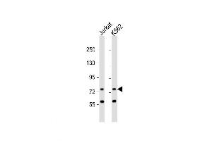 Western Blot at 1:1000 dilution Lane 1: Jurkat whole cell lysate Lane 2: K562 whole cell lysate Lysates/proteins at 20 ug per lane. (ATG16L2 Antikörper  (AA 277-304))
