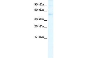 WB Suggested Anti-TFDP1 Antibody Titration:  0. (DP1 Antikörper  (N-Term))