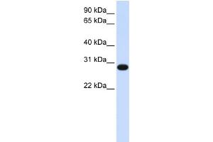 WB Suggested Anti-GINS2 Antibody Titration:  0. (GINS2 Antikörper  (N-Term))