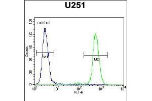 Flow cytometric analysis of U251 cells (right histogram) compared to a negative control cell (left histogram). (CXCR7 Antikörper  (C-Term))