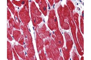 IHC Information: Paraffin embedded heart tissue, tested with an antibody dilution of 5 ug/ml. (STAU1/Staufen Antikörper  (N-Term))