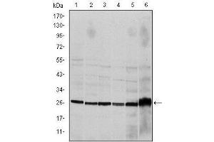Western blot analysis using CASP8 mouse mAb against Hela (1), Jurkat (2), THP-1 (3), NIH/3T3 (4), Cos7 (5) and PC-12 (6) cell lysate. (Caspase 8 Antikörper)