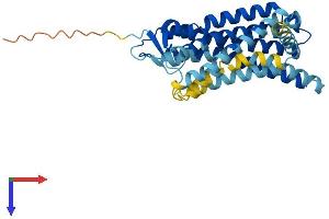 OR56B1 Protein (AA 1-324) (His tag)