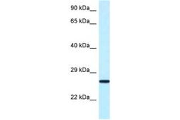 NUDT16 antibody  (AA 45-94)