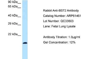 Western Blotting (WB) image for anti-Bone Marrow Stromal Cell Antigen 2 (BST2) (N-Term) antibody (ABIN2788812) (BST2 Antikörper  (N-Term))