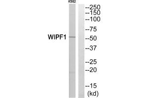 Western blot analysis of extracts from K562 cells, using WIPF1 antibody. (WIPF1 Antikörper  (C-Term))