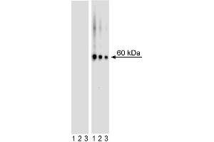 Western blot analysis of AKT (pS473) in mouse embryonic fibroblasts. (AKT1 Antikörper  (pSer473))
