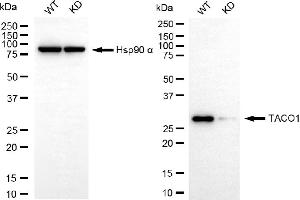 Western blotting analysis using TACO1 antibody (ABIN7798113).