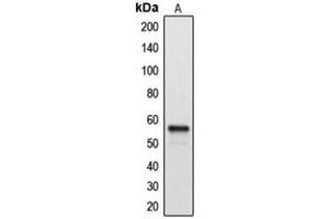 Western blot analysis of Cytochrome P450 2A7 expression in A549 (A) whole cell lysates.
