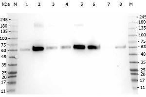 Western Blot of Rabbit anti-PDCD antibody. (PDCD4 Antikörper  (C-Term))