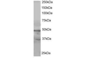 Image no. 1 for anti-Actin-Like 6A (BAF53A) (C-Term) antibody (ABIN374427) (BAF53A Antikörper  (C-Term))