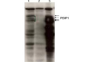 Image no. 1 for anti-MLF1 Interacting Protein (MLF1IP) (C-Term) antibody (ABIN401439) (MLF1IP Antikörper  (C-Term))