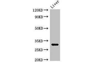 Western Blot Positive WB detected in: Mouse liver tissue All lanes: ENDOG antibody at 2. (Endonuclease G Antikörper  (AA 49-297))