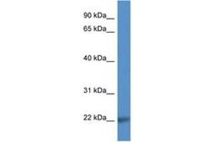 Image no. 1 for anti-CD99 Molecule-Like 2 (CD99L2) (AA 79-128) antibody (ABIN6746871) (CD99L2 Antikörper  (AA 79-128))