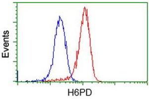 Image no. 2 for anti-Glucose-6-Phosphate Dehydrogenase (G6PD) antibody (ABIN1498353) (Glucose-6-Phosphate Dehydrogenase Antikörper)