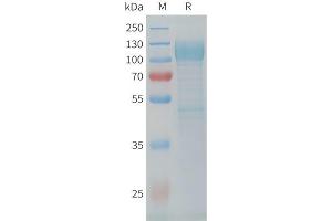 SDS-PAGE (SDS) image for LI Cadherin (AA 30-792) protein (His tag) (ABIN7538361)