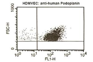 FACS analysis of Podoplanin in human microvascular endothelial cells using antibody ABIN115146. (Podoplanin Antikörper)