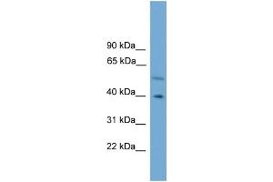 WB Suggested Anti-CLUAP1  Antibody Titration: 0. (CLUAP1 Antikörper  (C-Term))