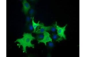 Anti-PIK3AP1 mouse monoclonal antibody (ABIN2453457) immunofluorescent staining of COS7 cells transiently transfected by pCMV6-ENTRY PIK3AP1 (RC214125). (PIK3AP1 Antikörper)