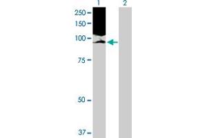 Western Blot analysis of NOLC1 expression in transfected 293T cell line by NOLC1 MaxPab polyclonal antibody. (NOLC1 Antikörper  (AA 1-700))