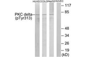 Western blot analysis of extracts from HepG2 cells, COLO205 cells and HuvEc cells, using PKC delta (Phospho-Tyr313) Antibody. (PKC delta Antikörper  (pTyr313))