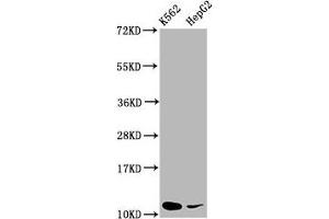 Western Blot Positive WB detected in: K562 whole cell lysate, HepG2 whole cell lysate All lanes: SNRPE antibody at 5. (SNRPE Antikörper  (AA 1-92))