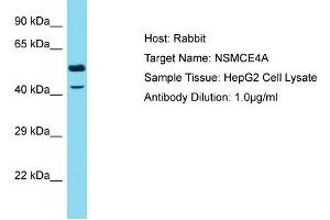Host: Rabbit Target Name: NSMCE4A Sample Type: HepG2 Whole Cell lysates Antibody Dilution: 1. (NSMCE4A Antikörper  (C-Term))