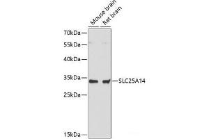 Western blot analysis of extracts of various cell lines using SLC25A14 Polyclonal Antibody at dilution of 1:3000. (SLC25A14 Antikörper)