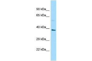 WB Suggested Anti-B3GAT1 Antibody Titration: 1. (CD57 Antikörper  (N-Term))