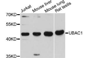 Western blot analysis of extracts of various cell lines, using UBAC1 antibody (ABIN6293820) at 1:3000 dilution. (UBAC1 Antikörper)