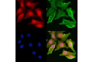 ABIN6261220 and ABIN6277828 staining Hela cells by IF/ICC. (DAP Antikörper  (N-Term))