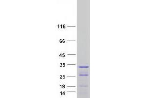 Validation with Western Blot (PPP1R12B Protein (Transcript Variant 4) (Myc-DYKDDDDK Tag))
