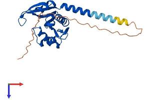 NAA10 Protein (AA 1-235) (His tag)