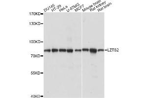 Western blot analysis of extracts of various cell lines, using LZTS2 antibody (ABIN6291682) at 1:1000 dilution. (LZTS2 Antikörper)