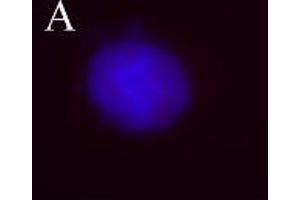 Image no. 3 for anti-Aurora Kinase B (AURKB) (pThr232) antibody (ABIN230502)