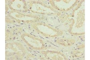 Immunohistochemistry of paraffin-embedded human kidney tissue using ABIN7160891 at dilution of 1:100 (NDUFA12 Antikörper  (AA 1-145))