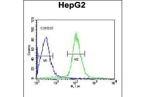 Flow cytometric analysis of HepG2 cells (right histogram) compared to a negative control cell (left histogram). (CCDC85B Antikörper  (AA 69-96))