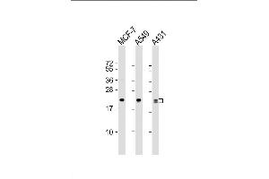 Lane 1: MCF-7 Cell lysates, Lane 2: A549 Cell lysates, Lane 3: A431 Cell lysates, probed with RAB13 (3250CT845. (RAB13 Antikörper)