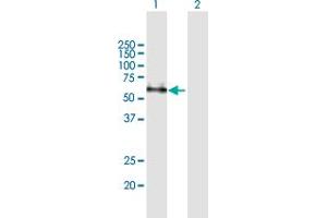 Western Blot analysis of CD33 expression in transfected 293T cell line by CD33 MaxPab polyclonal antibody. (CD33 Antikörper  (AA 1-364))