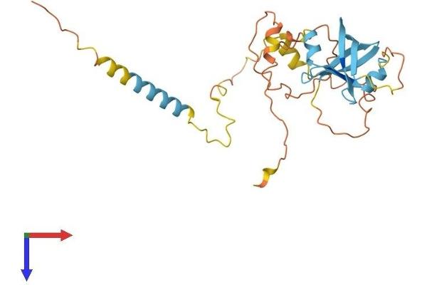 NRIP2 Protein (AA 1-270) (His tag)