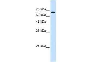 ZNF564 antibody used at 0. (ZNF564 Antikörper  (C-Term))