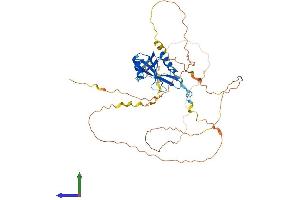 CLNK Protein (AA 1-428) (His tag)