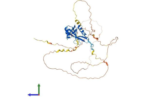 CLNK Protein (AA 1-428) (His tag)