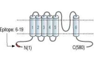Representative domain view of the target of ABIN7235971. (Mucolipin 1 (MCOLN1) Peptid)