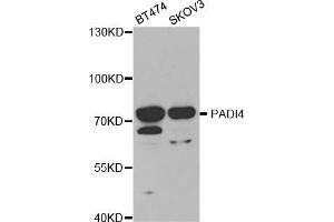 Western blot analysis of extracts of various cell lines, using PADI4 antibody (ABIN5970978) at 1/1000 dilution. (PAD4 Antikörper)
