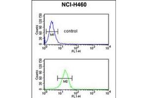 Flow cytometric analysis of NCI-H460 cells (bottom histogram) compared to a negative control cell (top histogram). (FKBP10 Antikörper  (N-Term))