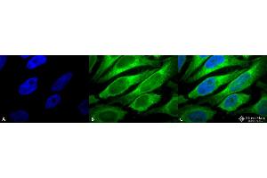 Immunocytochemistry/Immunofluorescence analysis using Mouse Anti-Erp57 (Grp58) Monoclonal Antibody, Clone Map. (PDIA3 Antikörper  (PerCP))