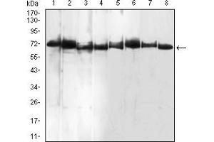 Western Blotting (WB) image for anti-Bone Morphogenetic Protein 7 (BMP7) (AA 239-431) antibody (ABIN5858817) (BMP7 Antikörper  (AA 239-431))