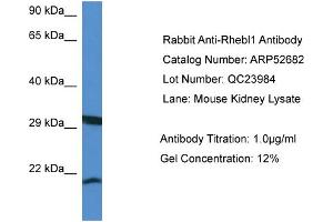 Western Blotting (WB) image for anti-Ras Homolog Enriched in Brain Like 1 (RHEBL1) (N-Term) antibody (ABIN2785045)