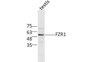 Mouse testis lysates probed with Rabbit Anti-FZR1/CDC20C Polyclonal Antibody, Unconjugated  at 1:500 for 90 min at 37˚C. (FZR1 Antikörper  (AA 141-240))
